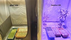 Правильное освещение для теплицы. LED светильник DeepSun и ДНаТ/ДНаЗ.