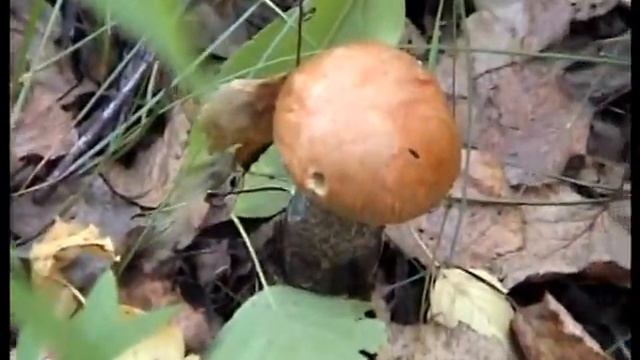 Нашли грибы в лесу Подосиновики Каспля смотреть онлайн