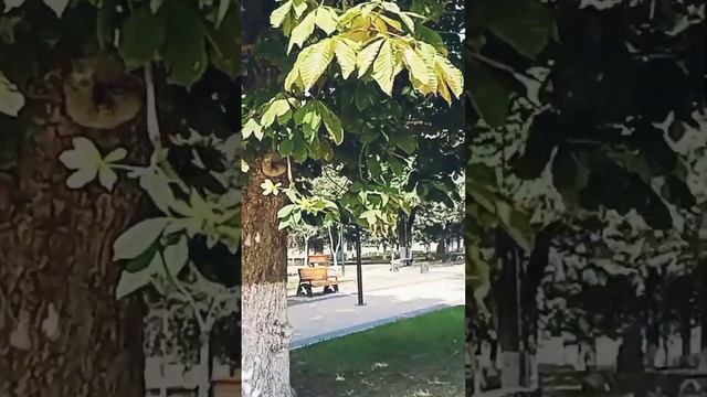 Наш Пролетарский Вождь - Володя Ленин! ☭ Монетный сад города Гусева (24.08.2022) ТС ВечагоР. смотреть онлайн
