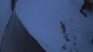 Ехали за судаком, а клевала щука. Воблерная рыбалка на Москва-реке