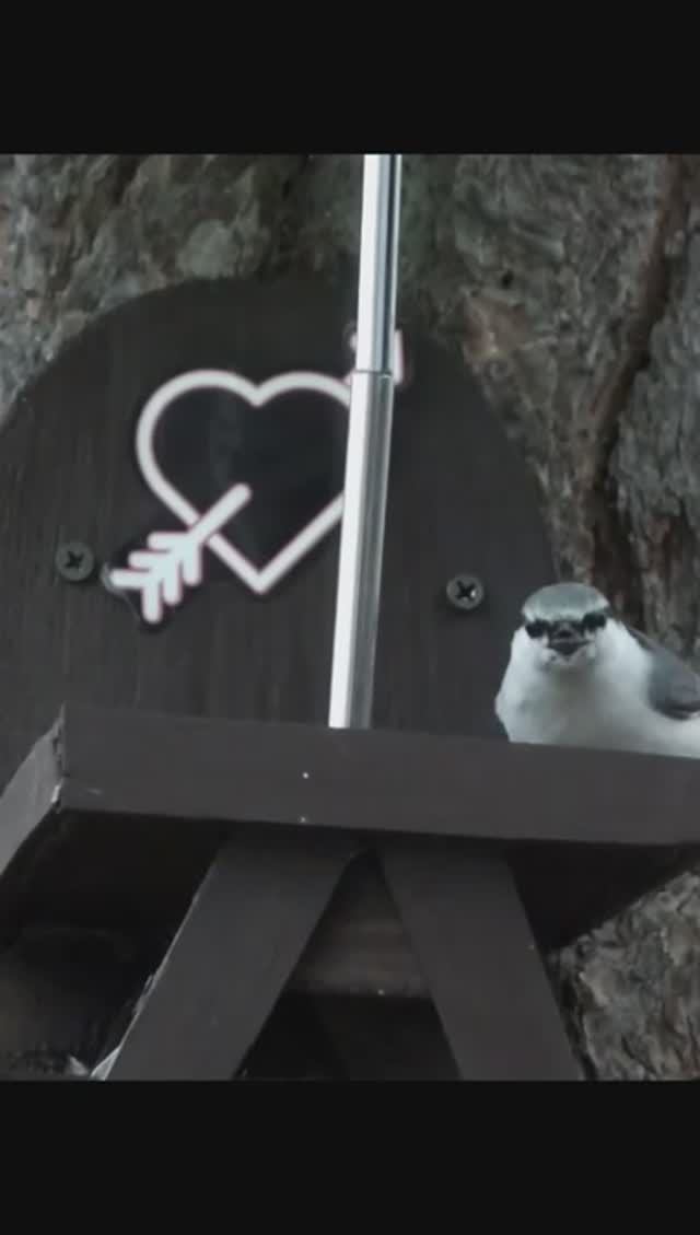 #shorts Лесные птицы под зонтиком