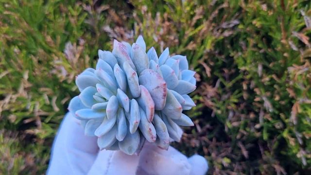 Echeveria Derlu