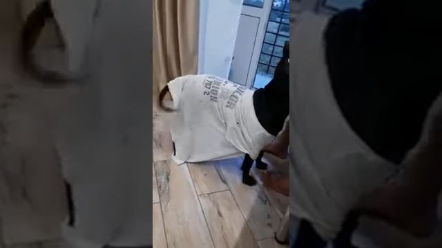 pit bull dog fight& питбуль в папкиной майке! смотреть онлайн