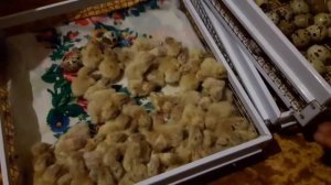 ночь ДО ВЫВОД перепелов/срок инкубации перепелов/инкубатор Нест