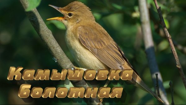 Камышовка болотная Marsh warbler