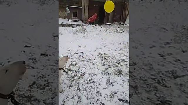 Бультерьер
