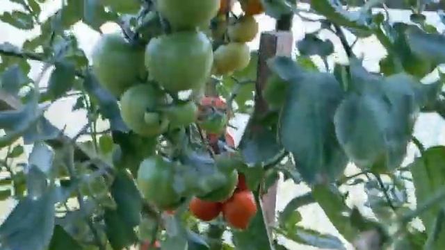 ТОМАТЫ В СЛАБОКИСЛОМ ГРУНТЕ. ТЕ САМЫЕ!!!! смотреть онлайн