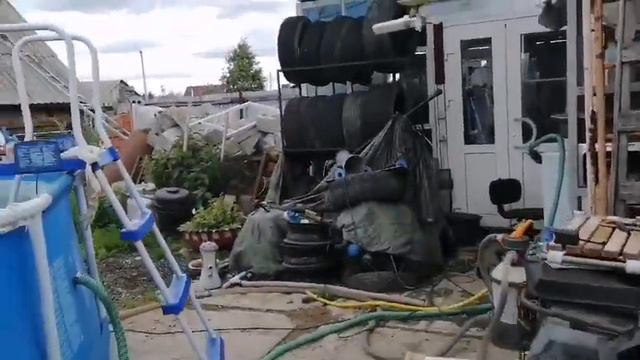 кокер спаниель, наша Элис