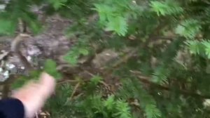 Кардинальная обрезка Тиса Ягодного.