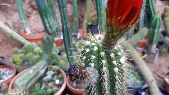 Cactus Jerk S1E264 Storm Damage and Cactus Twister! смотреть онлайн