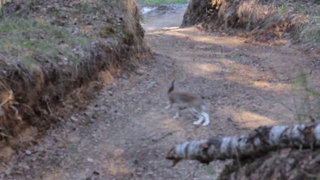 Заяц смотреть онлайн