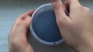 ВЫРАЩИВАНИЕ ПИТАХАЙИ В ДОМАШНИХ УСЛОВИЯХ! МОЙ ЛИЧНЫЙ ОПЫТ!