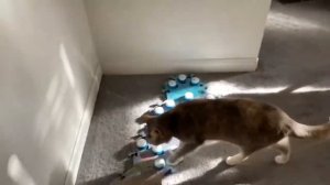 Кошка Билли говорит с хозяйкой с помощью говорящих кнопок.