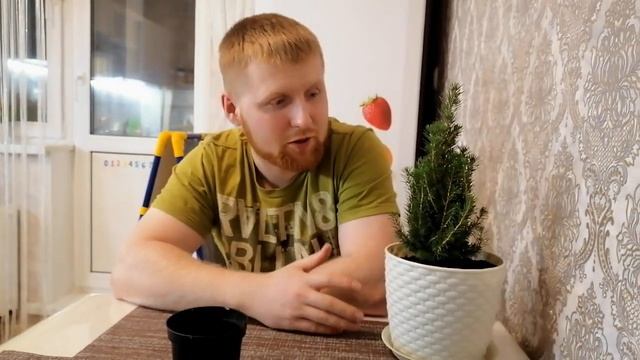 Купил дверь КАК ПОСАДИТЬ ДОМА ЕЛЬ смотреть онлайн