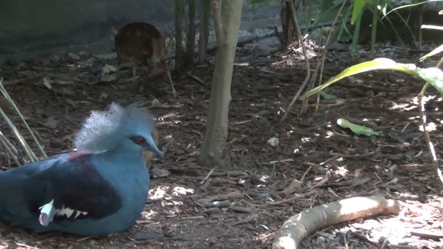 Singapore Zoo Video World Best Rainforest Зоопарк Cингапур Tiger Polar Bear Lion Elephant смотреть онлайн