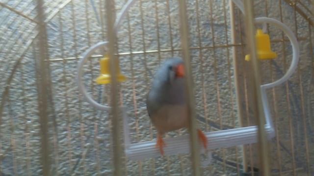 Амадин зебровый - самка. Домашняя птичка смотреть онлайн