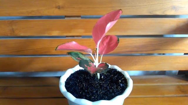 Aglonema Kochin Pink смотреть онлайн