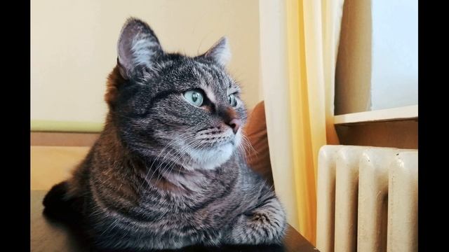 Е Благинина Посидим в тишине. Мама спит, она устала #стихиомаме #стихидлядетей смотреть онлайн