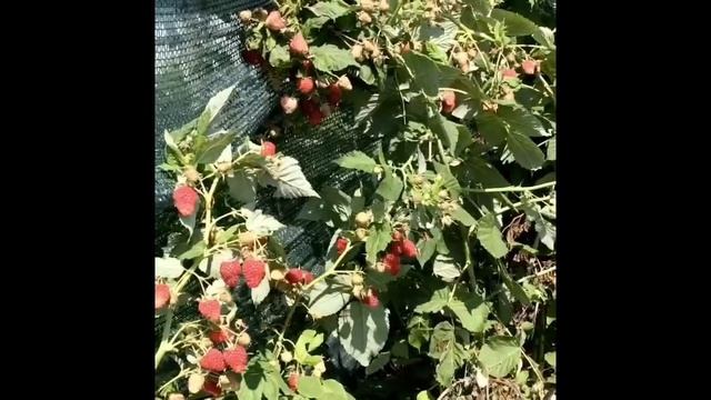 Как я выращиваю малину Нижегородец в Краснодарском Крае смотреть онлайн