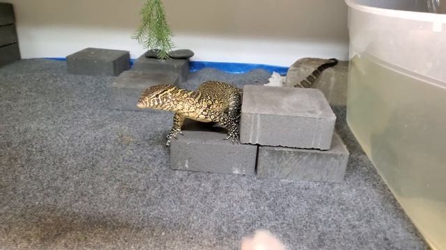 4-1/2 month old Nile monitor eating some chicken for dinner. смотреть онлайн