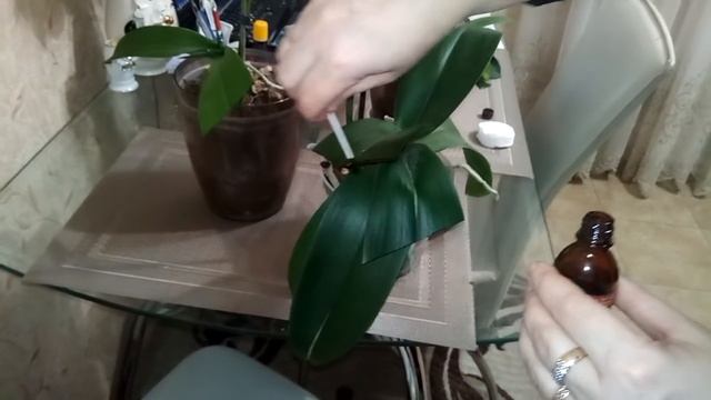 желтые пятна на листьях орхидеи-лечим, спасаем!!! смотреть онлайн