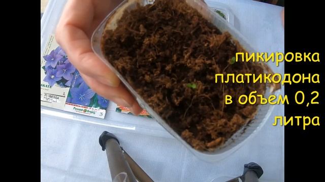 Шикарный многолетник-платикодон. Посев и пикировка. #платикодон смотреть онлайн
