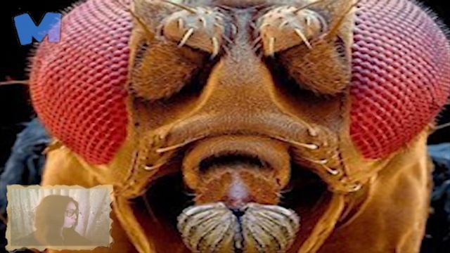 Почему мухи садятся на людей. смотреть онлайн