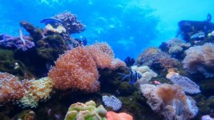 3 часа релакс сон отдых море рыбки пляж