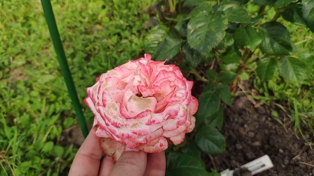 Розы в Подмосковье. KAHALA / КАХАЛА. смотреть онлайн