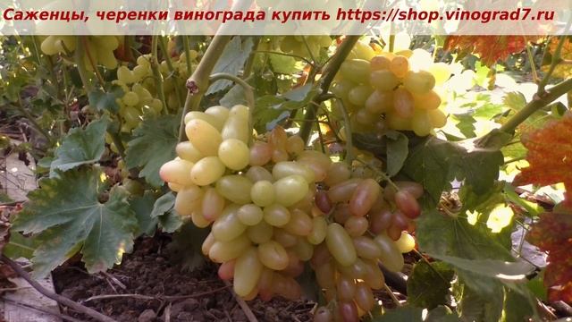 Пузенко Наталья Лариасовна, виноград для всех