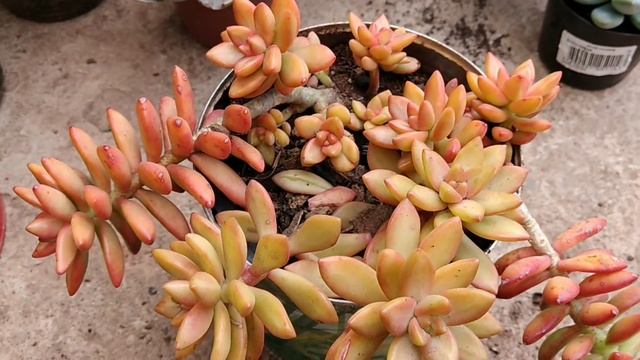 Sedum Nussbaumerianum + Dicas de cultivo e replante смотреть онлайн