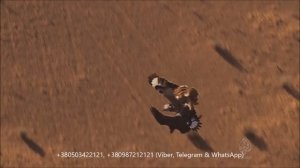 ОЧЕНЬ КРУТОЕ ВИДЕО!!! Охота с СОКОЛОМ БАЛОБАН (лат. Falco cherrug) hunting with a falcon