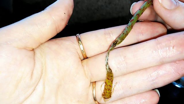 Комнатные растения! Режу бегонии✂️🍀. Новинки😍 смотреть онлайн