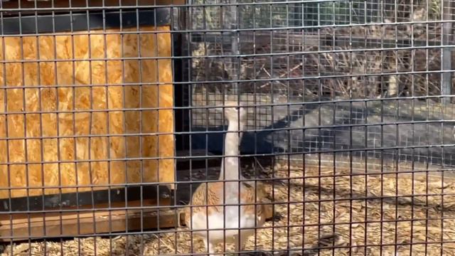 СПАСЕННЫЙ МАЛЫШ саймири прижимается к Татьяне Ивановне , как к родной маме. смотреть онлайн