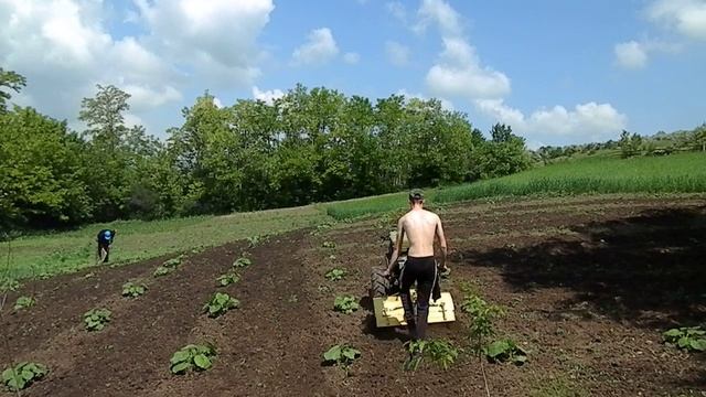 Дизельный мотоблок Работа фрезой смотреть онлайн