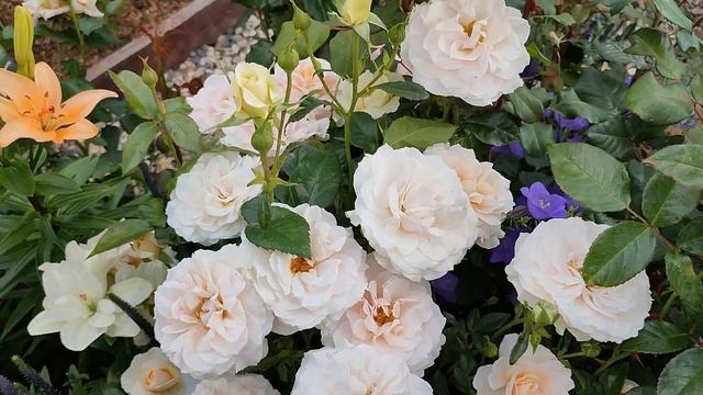 Роза Гордость и Предубеждение в Подмосковье смотреть онлайн