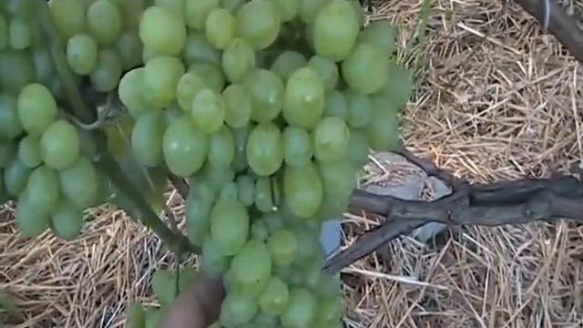 Как правильно посадить и вырастить хороший виноград ч.4 смотреть онлайн