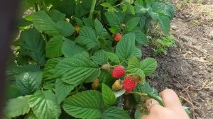 Малина Вайолет