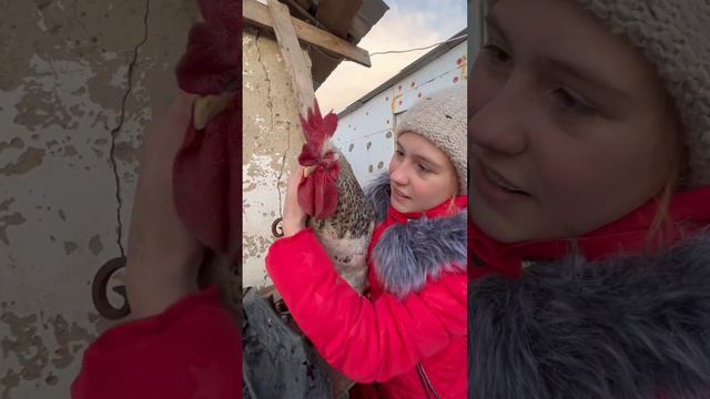 мой петя #врек #петух #популярити #деревня #село