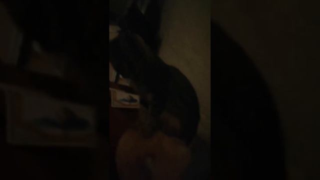 один день из жизни домашней кошки. первый раз так что не судите строго.