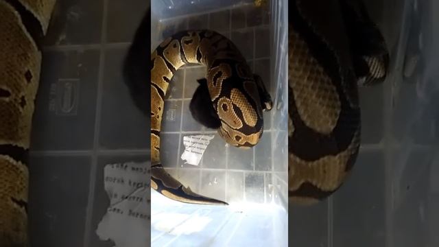 ⚠ Live Feeding ⚠ Woow First Time My Ball python eat baby Rabbit смотреть онлайн