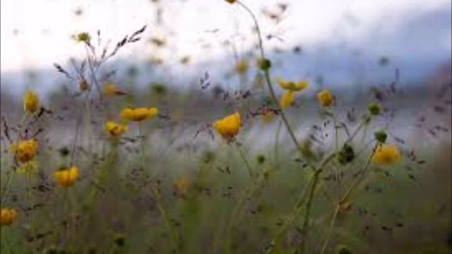 SOMMARBREV Arvid Mörne смотреть онлайн