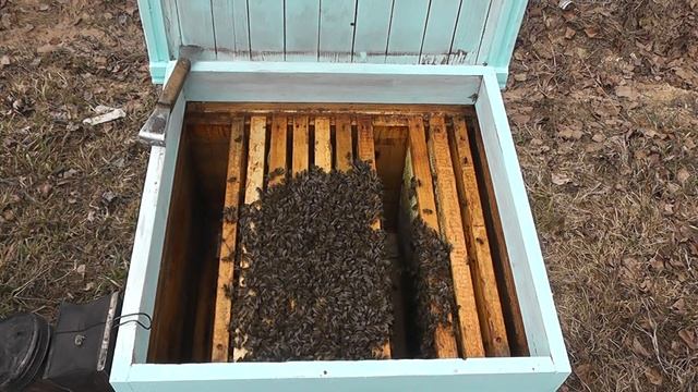 ужатие гнёзд -вот первая работа с пчёлами после зимовки смотреть онлайн