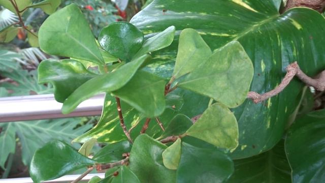 Ficus natalensis смотреть онлайн