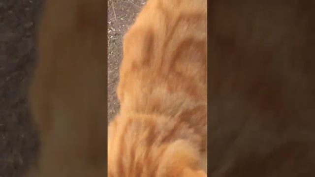 Милейшие коты знакомьтесь. Рыжик с СЕСТРЁНКОЙ Мила. смотреть онлайн