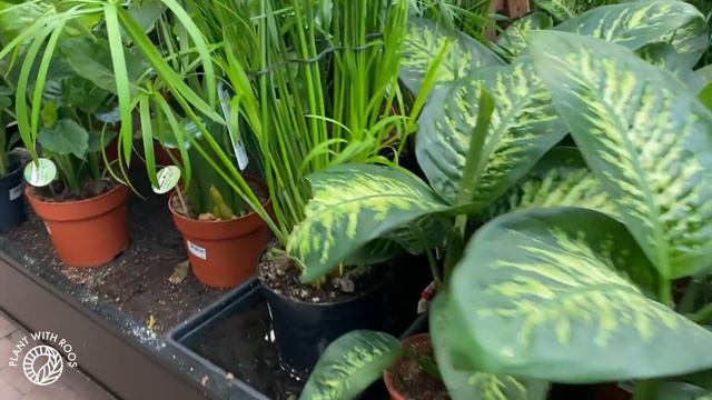 TOP 2 Plant Shop TOURS! Both In One Video? YES! | Plant With Roos