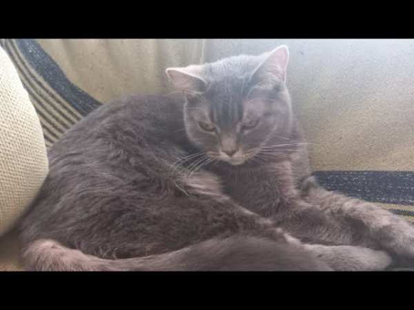 КОШКА ОКРОШКА