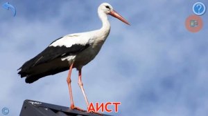 Карточки Домана Птицы