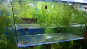 нерест гуппи