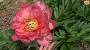Цветут мои пионы Ито гибриды